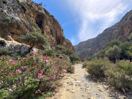 View of path hiking trail for trekking left bushes of oleander (Nerium oleander) rose laurel in