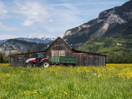 Meadow with tall buttercups (Ranunculus acris), greater buttercup, common buttercup, behind hay