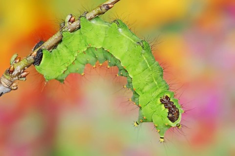 Indian luna moth (Actias selene), caterpillar, captive, occurrence in Asia