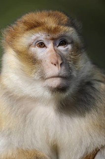Barbary macaque (Macaca sylvanus), captive, portrait, occurring in Morocco, Algeria and Gibraltar