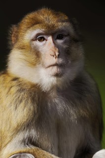 Barbary macaque (Macaca sylvanus), captive, portrait, occurring in Morocco, Algeria and Gibraltar