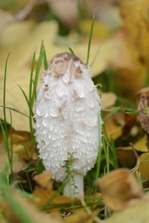 Shaggy ink cap (Coprinus comatus), North Rhine-Westphalia, Germany, Europe