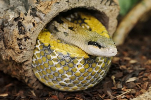 Taiwan beauty snake (Orthriophis taeniurus frisei, Elaphe taeniura frisei), captive, occurrence in