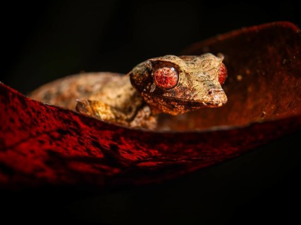 A gecko with striking red eyes on red foliage against a dark background, Madagascar, Africa