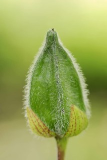 Manioc bisameibisch (Abelmoschus manihot, Hibiscus manihot), fruit stand, native to Asia