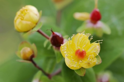 Sweet-amber (Hypericum androsaemum), flowers, ornamental plant, North Rhine-Westphalia, Germany,
