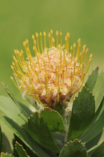 Pincushion protea or tree pincushion (Leucospermum conocarpodendron), flower, native to South