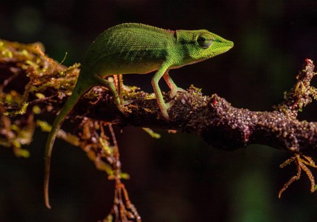 A green chameleon on a moss-covered branch in a dark forest, well camouflaged, Madagascar, Africa
