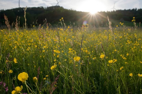 Flower meadow at dusk, wind power, wind turbine, wind energy, renewable energies, Mainhardt Forest,