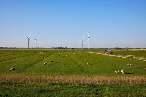 Evening marsh landscape with sheep and wind turbines near Simonsberg, Nordfriesland district,