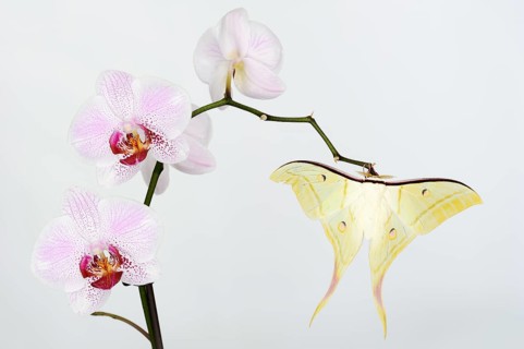 Indian luna moth (Actias selene), male on butterfly orchid (Phalaenopsis hybride), captive,