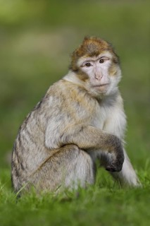 Barbary macaque (Macaca sylvanus), captive, occurring in Morocco, Algeria and Gibraltar