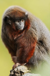 Coppery titi or red titi (Plecturocebus cupreus, Callicebus cupreus), captive, occurring in Brazil