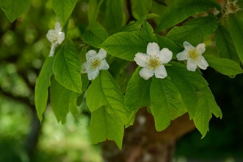 Flowering medlar (Mespilus germanicus), rose plant, Hohenlohe, Heilbronn-Franken,
