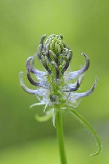 Black rampion (Phyteuma nigrum), flower, North Rhine-Westphalia, Germany, Europe