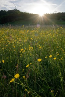Flower meadow at dusk, wind power, wind turbine, wind energy, renewable energies, Mainhardt Forest,