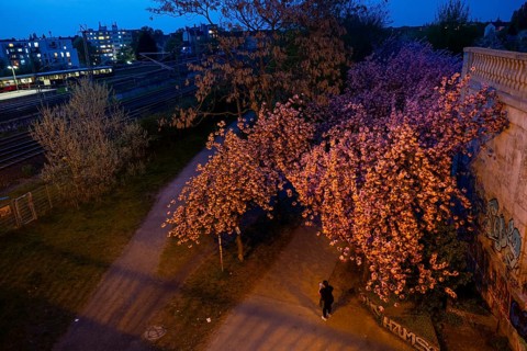 Germany, Berlin, 08.04.2024, Cherry blossom Norwegerstrasse /Norwegerweg, (Bornholmer Strasse /