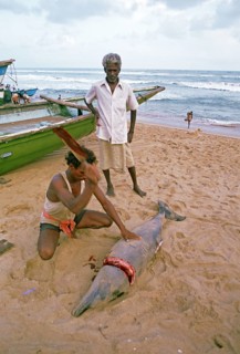 Fisherman cutting a dolphin, meat for the local low caste hindus, beach on the Gulf of Bengal,