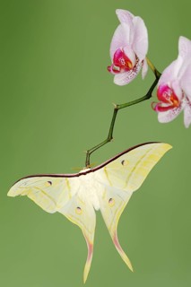 Indian luna moth (Actias selene), male on butterfly orchid (Phalaenopsis hybride), captive,