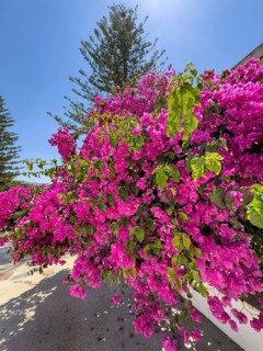 Large shrub of Bougainvillea (Bougainvillea glabra) triplet flower, Crete, Greece, Europe