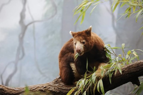 Matschie's tree-kangaroo (Dendrolagus matschiei), captive, occurring in New Guinea