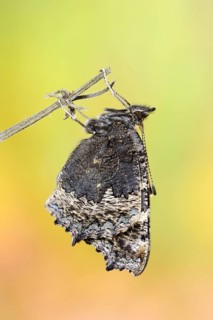 Small tortoiseshell (Nymphalis urticae, Aglais urticae) freshly hatched, North Rhine-Westphalia,