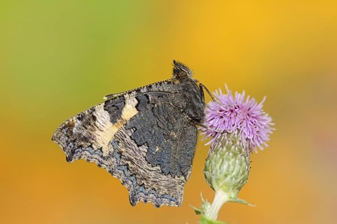 Small tortoiseshell (Nymphalis urticae, Aglais urticae), North Rhine-Westphalia, Germany, Europe
