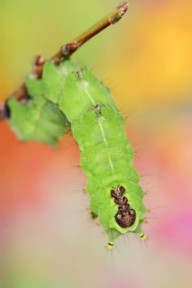 Indian luna moth (Actias selene), caterpillar, captive, occurrence in Asia