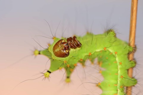 Indian luna moth (Actias selene), caterpillar, captive, occurrence in Asia