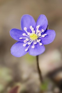 Liverwort (Hepatica nobilis, Anemone hepatica), flower, North Rhine-Westphalia, Germany, Europe
