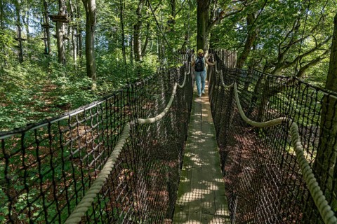 Woman on suspension bridge treetop path and climbing forest, platforms, ropes, rope ladders, beech