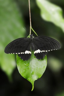 Common Mormon or Common Mormon (Papilio polytes), male, captive, occurring in Asia