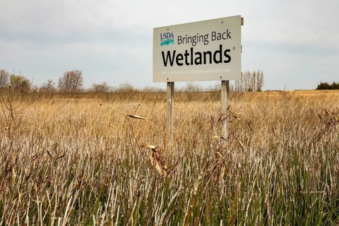 Fort Dodge, Iowa, Whispering Wings Marsh, a wetlands habitat conservation area where pheasants and