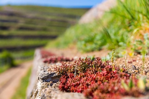 Winery at the Goldener Wagen. Listed dry stone walls with special vegetation. The walls store the