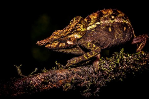 A chameleon on a branch in a dark environment, showing textured skin and camouflage skills,
