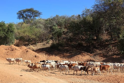 South Ethiopia, Omo Region, Nomads with their cattle walking in the dry riverbed of the Kizo River,