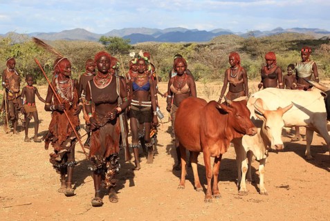 South Ethiopia, Omo region, among the tribe of the Hamar, Hamer, Hamma, Hammer, Amar or Amer, bulls