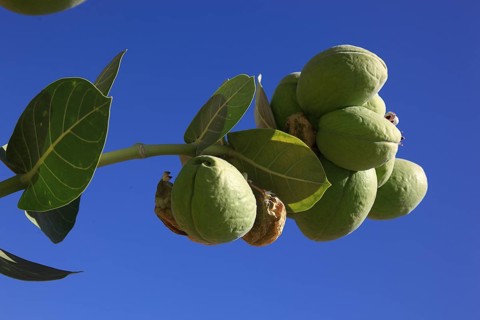 Southern Ethiopia, Omo region, blossom and fruit of the satanic apple, Ethiopia, Africa