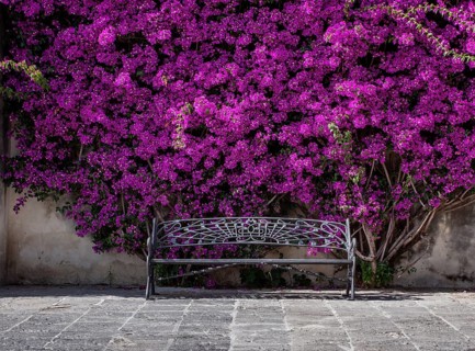 Bougainvillea, old town of Chipiona, Andalusia, Spain, Europe