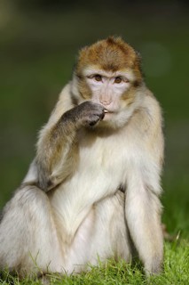 Barbary macaque (Macaca sylvanus), captive, occurring in Morocco, Algeria and Gibraltar