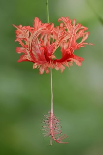 Coral mallow or coral hibiscus (Hibiscus schizopetalus), flower, native to Africa, ornamental