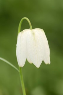 Snake's Head Fritillary (Fritillaria meleagris f. alba), flower, Lower Saxony, Germany, Europe