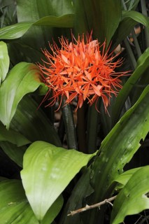 Bloodflower (Scadoxus multiflorus ssp. katherinae, Haemanthus multiflorus ssp. katherinae), flower,