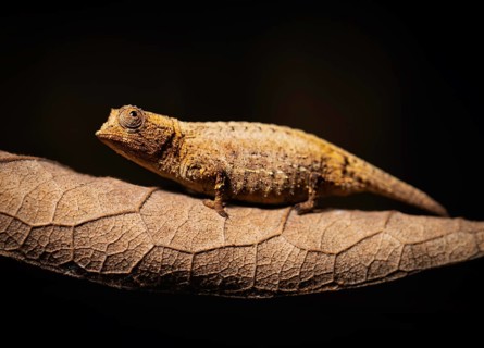 A small chameleon sits on a textured leaf against a brown background, Madagascar, Africa