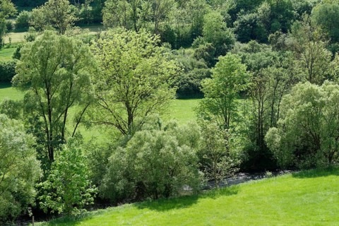 Spring in Buehlertal near Unterscheffach, Buehler, river, May, Schwaebisch Hall, Hohenlohe,