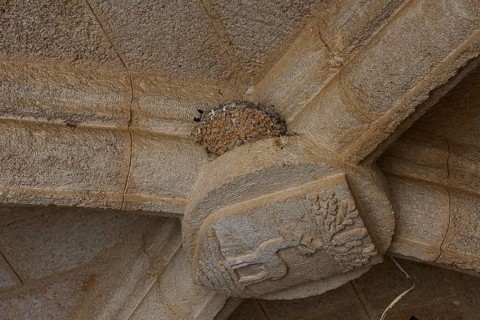 Relief on the corner of a building shows a deer under a tree, traces of erosion, swallow's nest,