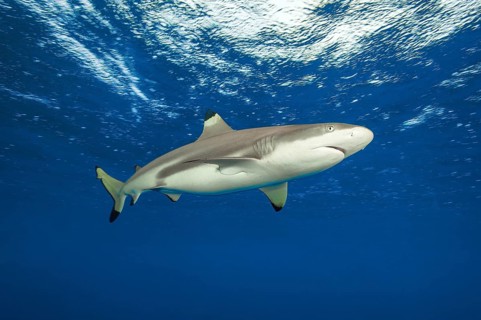 Blacktip reef shark (Carcharhinus melanopterus) Blacktip reef shark swimming close to the surface,