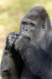 Western lowland gorilla (Gorilla gorilla gorilla), male, silverback, captive, occurring in Africa