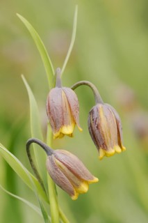 Turkish checkerboard flower or Michailovsky's fritillary (Fritillaria michailovskyi), flowers,