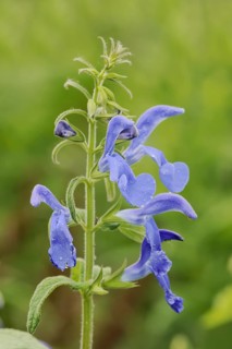 Gentian sage (Salvia patens), flowers, native to Central America